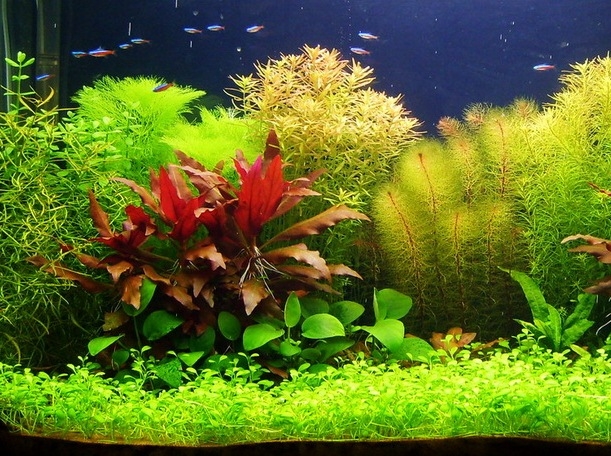 Что нужно для домашнего аквариума?