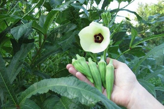 «Взрослый» период растения и уход за ним