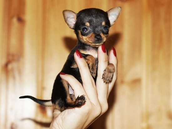 История о породе той-терьер