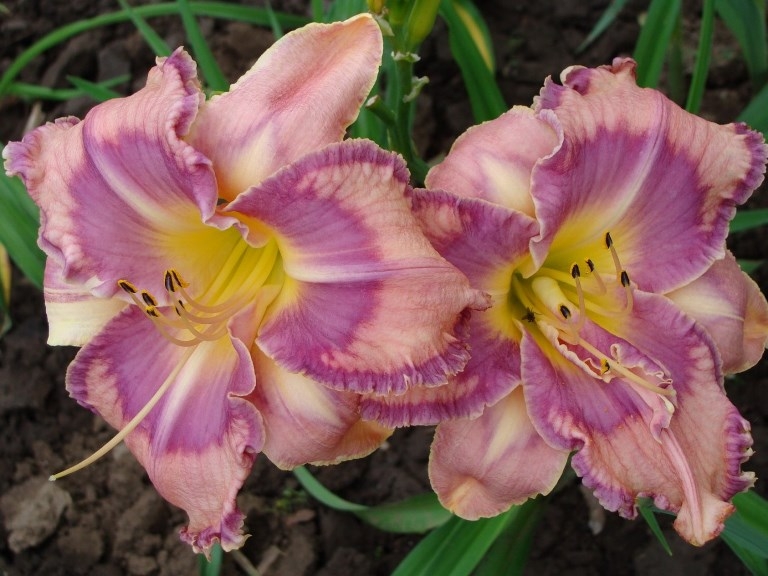 Лилейники: посадка