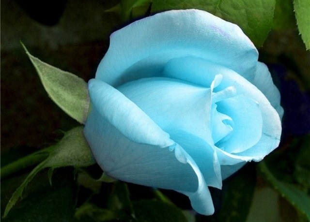 Как сделать белые цветы голубыми?