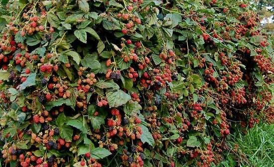 Ежевика садовая: посадка и уход