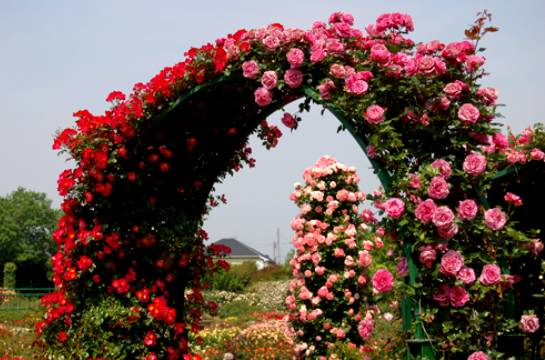 Опоры для плетистых роз