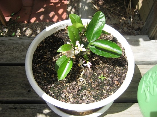 Как вырастить лимонное дерево из косточки?