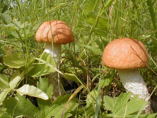 Сколько варить подосиновики?