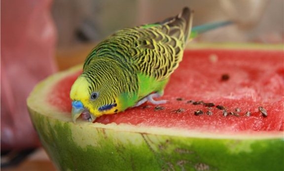 Как ухаживать за волнистыми попугаями?