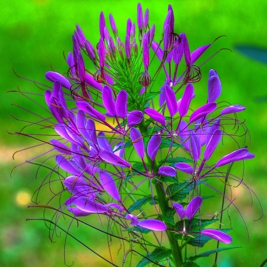 Клеома колючая