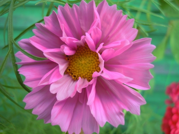 Космея: выращивание и уход