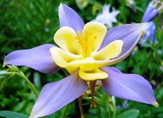 Аквилегия: выращивание из семян в домашних условиях