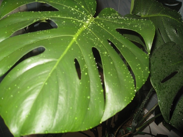 Монстера: основные правила ухода