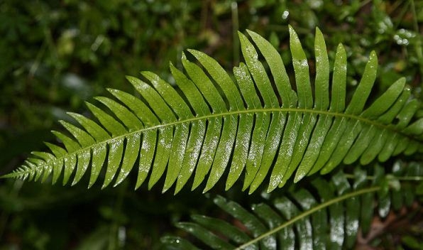 Папоротник: уход в домашних условиях