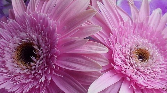 Герберы: технология пересадки цветов